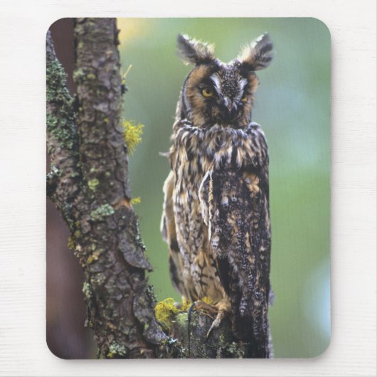 Eine Eule aus langem Ohr, die auf einem Zweig eine Mousepad (Vorne)