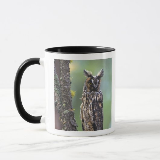 Eine Eule aus langem Ohr, die auf einem Zweig eine Tasse (Links)