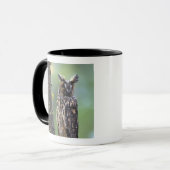 Eine Eule aus langem Ohr, die auf einem Zweig eine Tasse (Vorderseite Links)