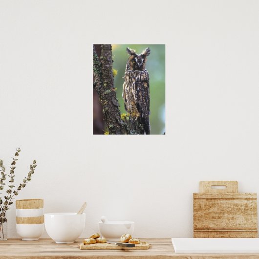 Eine Eule mit langem Ohr, die auf einem Baumzweig Poster (Küche)