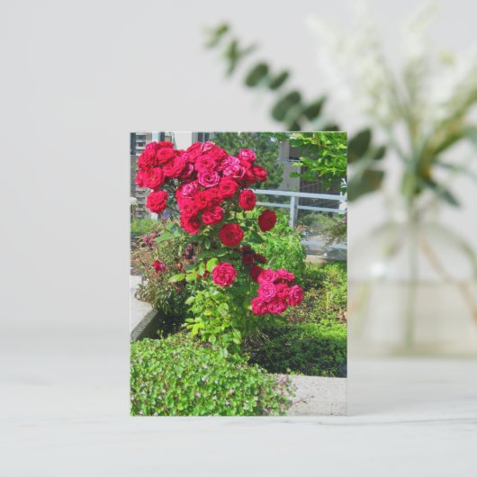 Eine Explosion von Rose auf der Postkarte (Stehend Vorderseite)