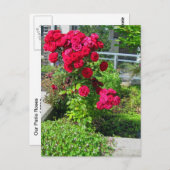 Eine Explosion von Rose auf der Postkarte (Vorne/Hinten)