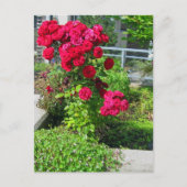 Eine Explosion von Rose auf der Postkarte (Vorderseite)