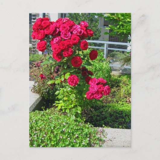 Eine Explosion von Rose auf der Postkarte (Vorderseite)