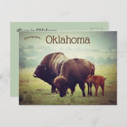 Eine Familie von Bison in Oklahoma Postkarte (Vorne/Hinten)