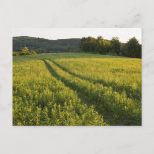 Eine Farmstraße in Sabins Pasture in Montpelier, Postkarte