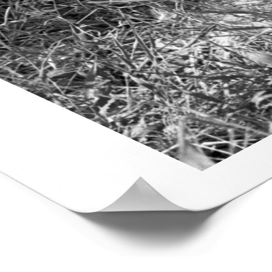 Eine Flasche fütternd eine Antilope. Poster (Ecke)