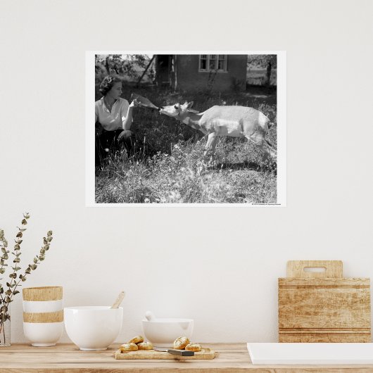 Eine Flasche fütternd eine Antilope. Poster (Küche)