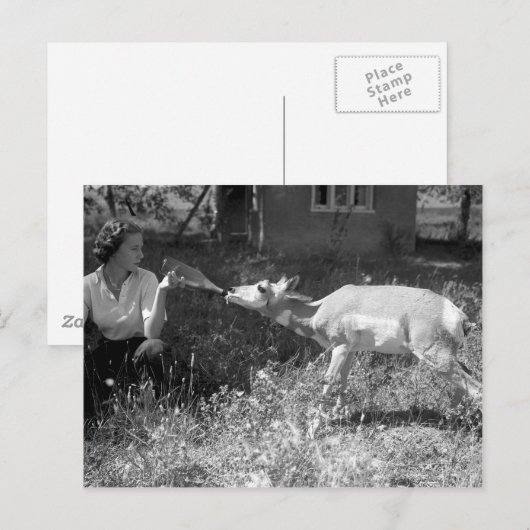 Eine Flasche fütternd eine Antilope. Postkarte (Vorne/Hinten)