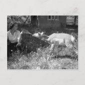 Eine Flasche fütternd eine Antilope. Postkarte (Vorderseite)