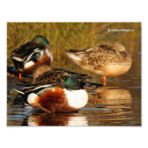 Eine Flock der Northern Shovelers