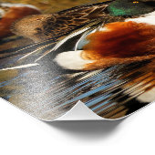 Eine Flock der Northern Shovelers Fotodruck (Ecke)