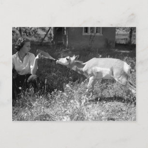 Eine Frau füttert eine Antilope mit der Flasche. Postkarte