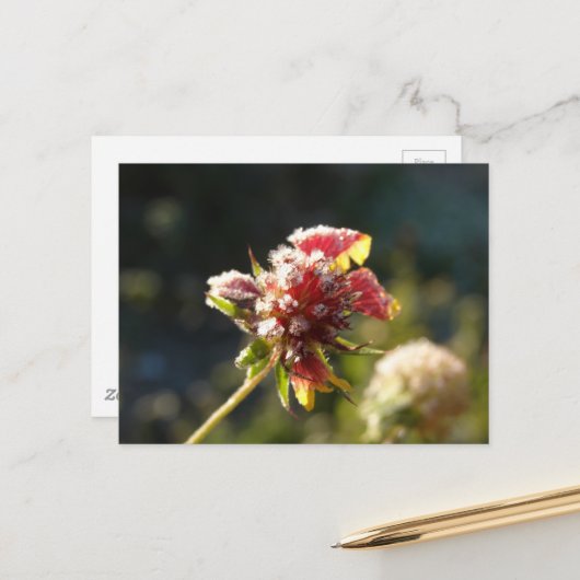 Eine frostige Blume Postkarte (Vorderseite/Rückseite Beispiel)