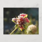 Eine frostige Blume Postkarte (Vorderseite)