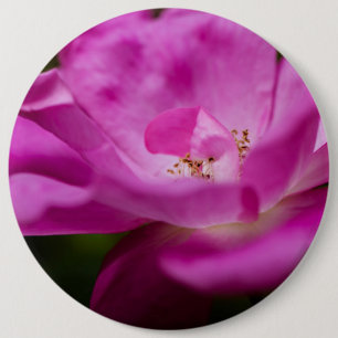 Eine fuchsianische Rose Blume Button