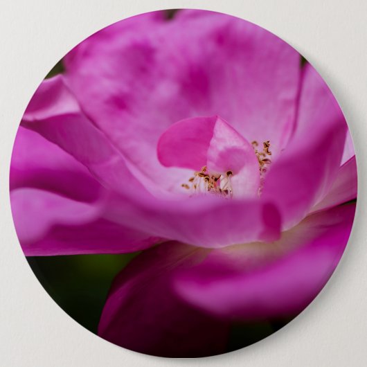 Eine fuchsianische Rose Blume Button (Vorderseite)