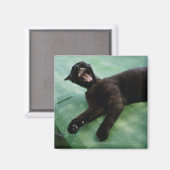 Eine gähnende Katze. Magnet (Vorderseite/Rückseite)