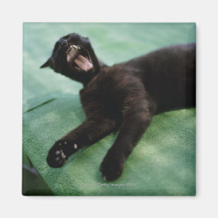 Eine gähnende Katze Magnet