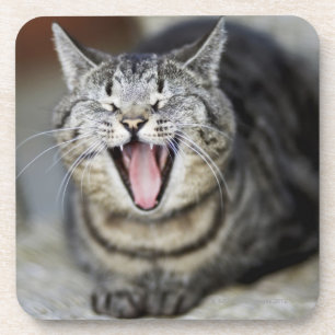 Eine gähnende Katze, Schweden Untersetzer