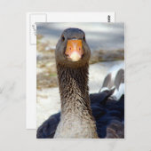 Eine Gans im Park Postkarte (Vorne/Hinten)
