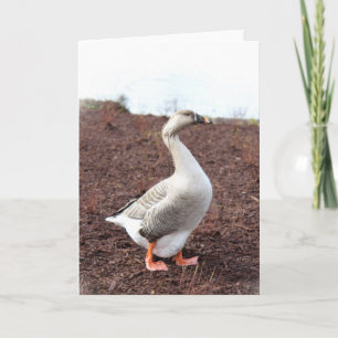 Eine Gänse aus Park Karte
