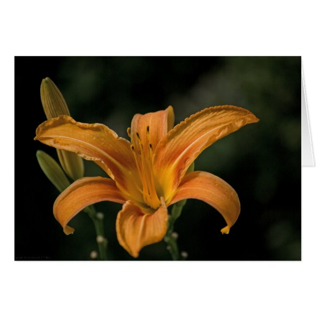 Eine Garden Deluxe Card (Vorderseite (Horizontal))