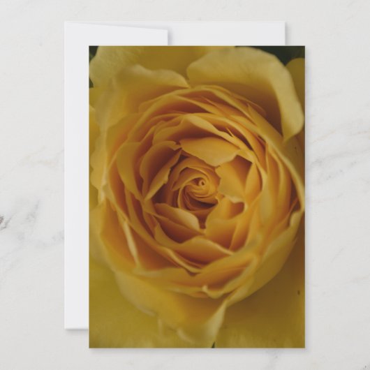 Eine gelbe Rose 18. Geburtstagsparty Einladung (Rückseite)