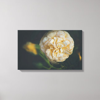 Eine gelbe Rose Leinwanddruck