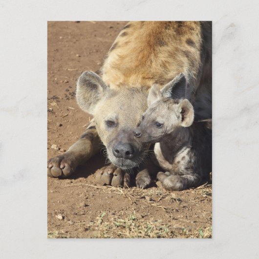 Eine Gepunktete Hyena und ihr Junge, Krüger Postkarte (Vorderseite)