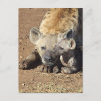 Eine Gepunktete Hyena und ihr Junge, Krüger