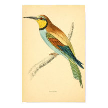 Eine Geschichte britischer Vögel 1863 BEE-EATER