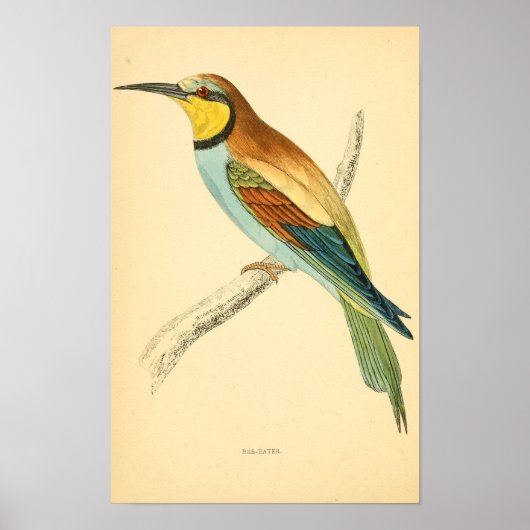 Eine Geschichte britischer Vögel 1863 BEE-EATER Poster (Vorne)