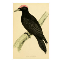 Eine Geschichte britischer Vögel 1863 BLACK WOODPE