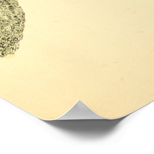 Eine Geschichte britischer Vögel 1863 STRAMPLER Poster (Ecke)