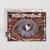 Eine giftige Ost-Cottonmouth-Schlange Postkarte (Vorne/Hinten)