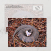 Eine giftige Ost-Cottonmouth-Schlange Postkarte (Vorne/Hinten)