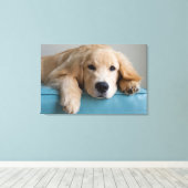 Eine goldene Retriever Welpe Leinwanddruck (Insitu (Holzboden))