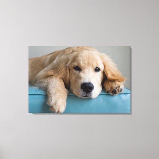 Eine goldene Retriever Welpe Leinwanddruck (Vorderseite)