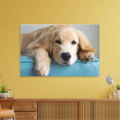 Eine goldene Retriever Welpe Leinwanddruck (Insitu (Wohnzimmer))