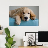 Eine goldene Retriever Welpe Poster (Heimbüro)