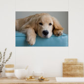 Eine goldene Retriever Welpe Poster (Küche)