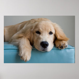 Eine goldene Retriever Welpe Poster