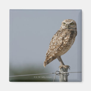 Eine grabende Eule, die auf einem Zaunposten Magnet