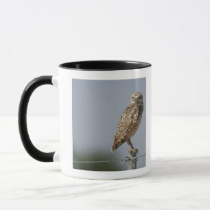 Eine grabende Eule, die auf einem Zaunposten Tasse