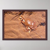 Eine grausame Küste Poster (Vorne)