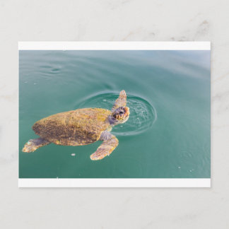 Eine große Meeresschildkröte Caretta Postkarte