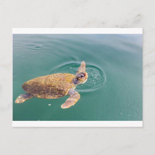 Eine große Meeresschildkröte Caretta Postkarte (Vorderseite)