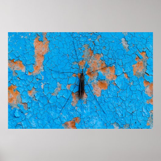 Eine große Moskito sitzt auf einer blauen, alten,  Poster (Vorne)