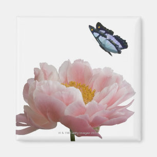 eine große rosa Pfingstrose wird durch ein Magnet
